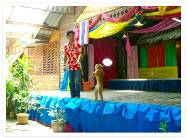 สถานที่ท่องเที่ยวเกาะสมุย ปะการังงาม น้ำทะเลใส หาดทรายขาว มะพร้าวเยอะ