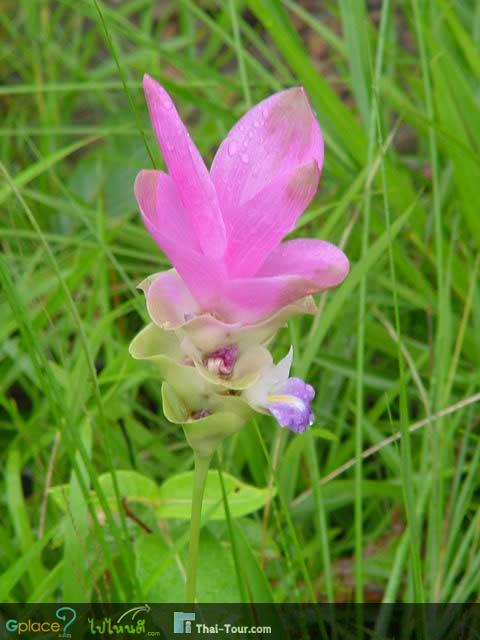 เที่ยวหน้าฝนที่ทุ่งดอกกระเจียว จ.ชัยภูมิ