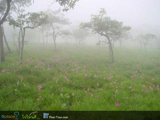 เที่ยวหน้าฝนที่ทุ่งดอกกระเจียว จ.ชัยภูมิ