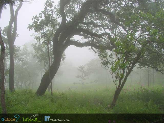 เที่ยวหน้าฝนที่ทุ่งดอกกระเจียว จ.ชัยภูมิ