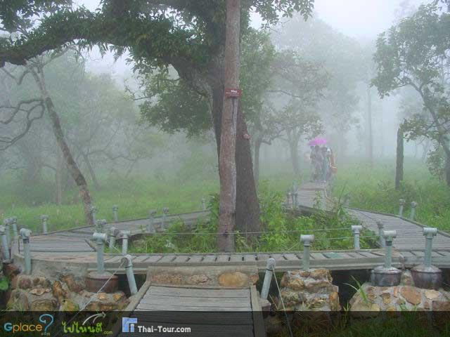 เที่ยวหน้าฝนที่ทุ่งดอกกระเจียว จ.ชัยภูมิ