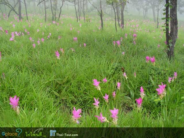 เที่ยวหน้าฝนที่ทุ่งดอกกระเจียว จ.ชัยภูมิ