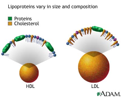 โมเลกุลของ LDL และ HDL