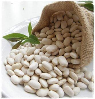 white-kidney-bean-extract